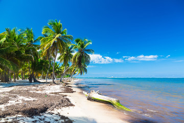 Untouched tropical beach with coconut palms in Dominican Republic
