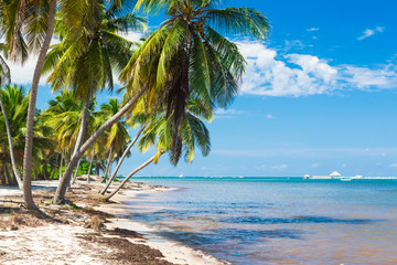 Untouched tropical beach with palm trees in Dominican Republic