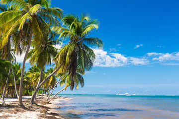 Obraz na płótnie Canvas Untouched tropical beach on the Atlantic ocean in Dominican Republic