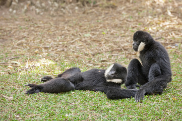 Gibbons in zoo.