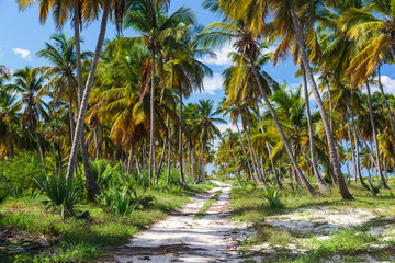 Fototapeta na wymiar Ground road in the jungle. Dominican republic