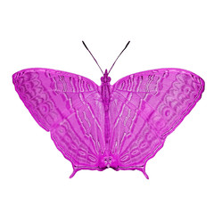 exotic color butterfly  isolated on white