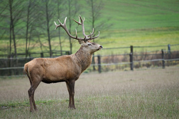 Deer grazing in the meadow