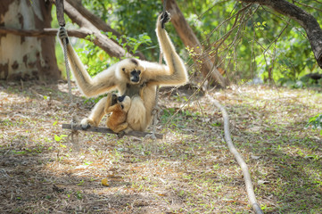 Gibbons in zoo.