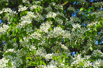 background - blossoming cherry