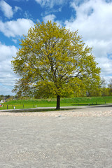 a young tree budding in spring