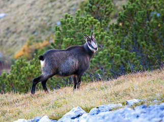 Aug in Aug mit einer Gams