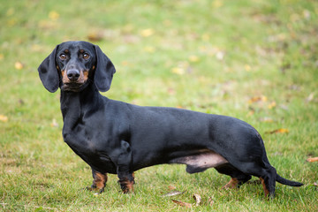 Purebred shorthaired dachshund