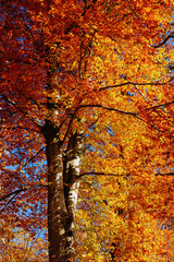 Herbstleuchten im Wald