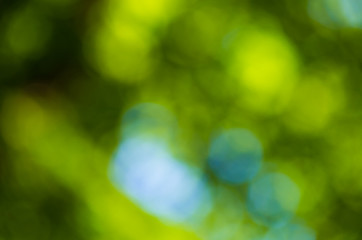Obraz premium Sunny abstract green nature background, selective focus