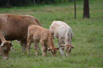 Brown cows with calves in meadow