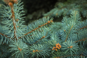 Blue spruce branches on a textured background.
