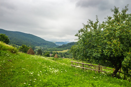fence near apple tree on hillside meadow in mountain