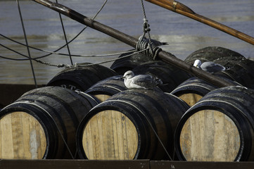 Barrels of port wine