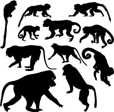 set of silhouettes of monkeys