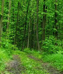 Nature background of green forest