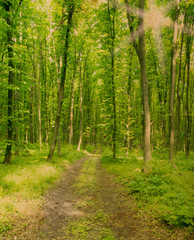 Naklejka premium Nature background of green forest