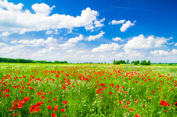 Vivid poppy field