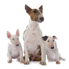 family bull terrier