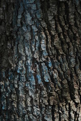 Oak bark