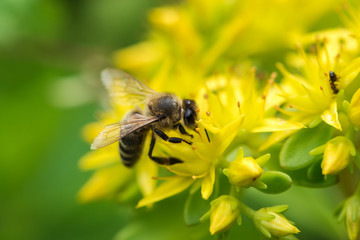 Bee on yellow flower