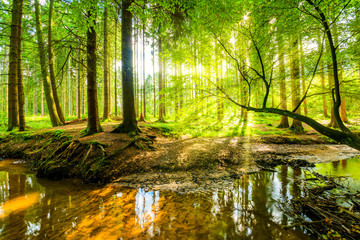 Wald Panorama mit Bach und Sonnenstrahlen