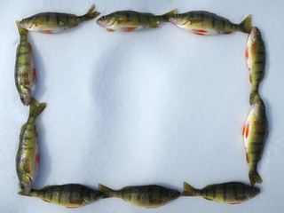 Frame made of catch of perches