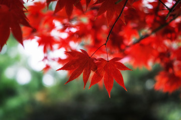 Autumn fall maple foliage