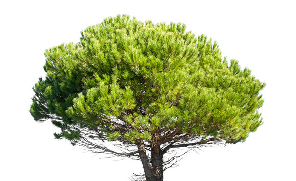 Stone pine, Pinus Pinea, isolated on white background