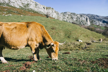 Fototapeta premium Cow grazing