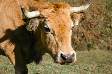 Cow