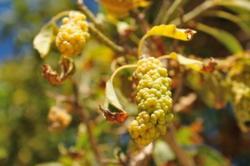 früchte an einem baum in spanien