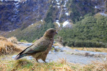 close up beautiful color feather ,plumage of kea birds with blur