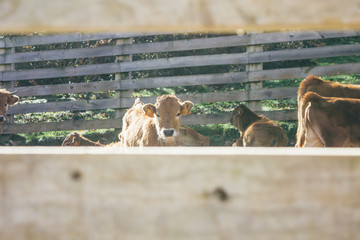 Calves in a pen