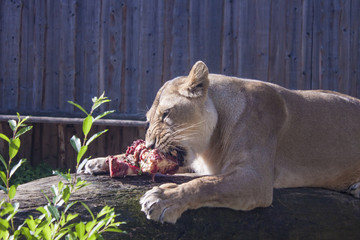 Female lion eating