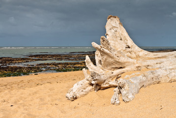 La Cotinière (Charente maritime)