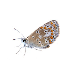 Fototapeta na wymiar Colored butterfly on the white background