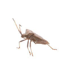 Brown Dock Bug on a white background