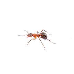 Brown ant on a white background
