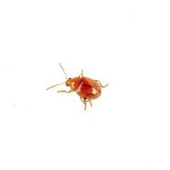 Rusty beetle on a white background