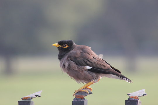 Fresh Myna