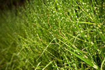 Grass in a field