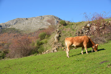 Fototapeta na wymiar vaca pastando en los prados de Asturias