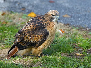 Red-tailed Hawk sitting on the ground
