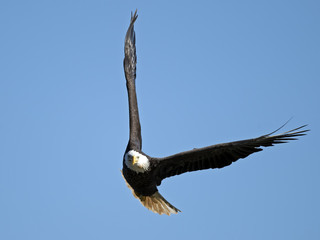 American Bald Eagle in Flight