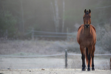 Horse in his corral, looking at camera. frosty November morning finds horses in a corral , grazing,...