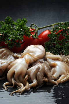 Octopus globosus