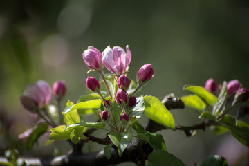 Apfelblüte, Apfelbaum Blüte Rosa Frühling