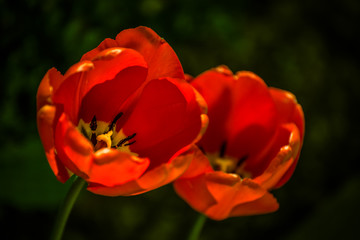 Close up of two red tulips