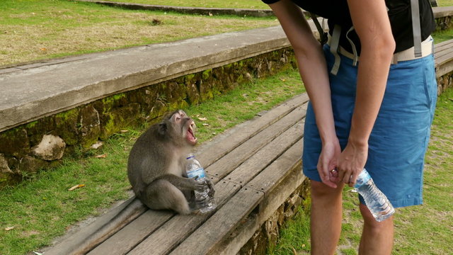 aggressive monkey showing it's teeth and drinking bottled water	